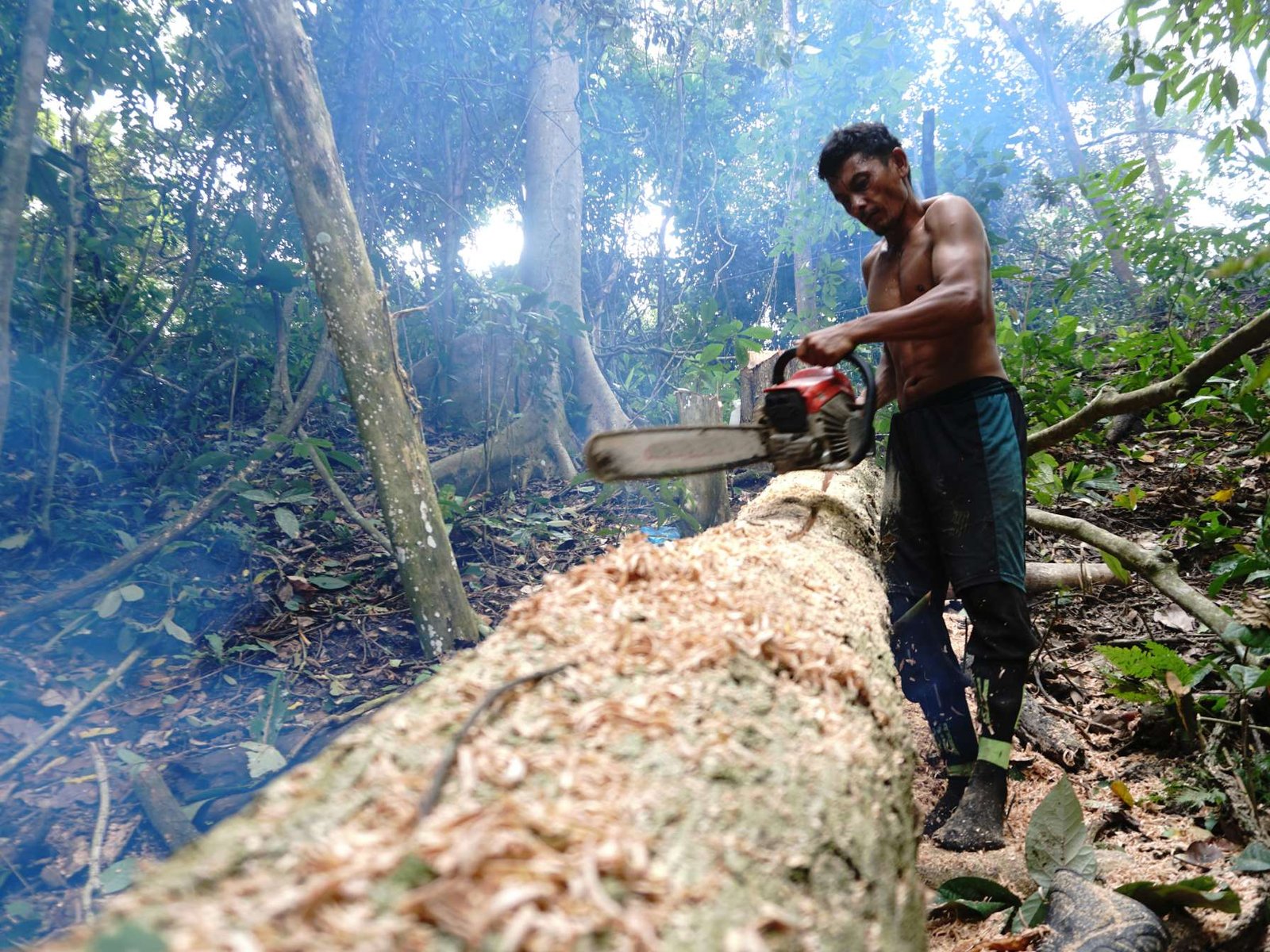 Indonesia peringkat ke 2 Negara yang kehilangan Hutan Tropis Terbesar di Dunia